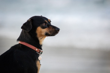 Un chien à la plage