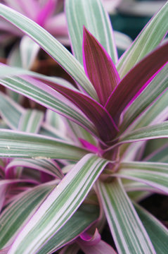 Tradescantia spathacea tricolor plant vertical