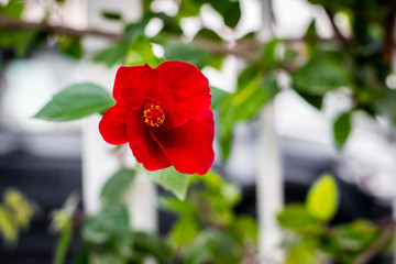 Coquelicot