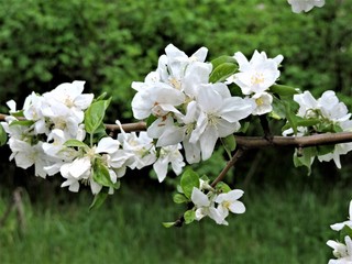 blooming apple tree in spring