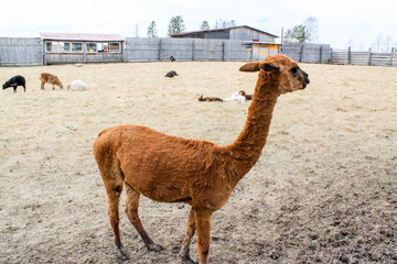 Lama