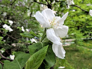 white flowers of apple tree
