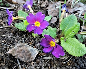 purple flowers in the garden
