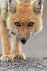Fototapeta premium Portrait of culpeo (Lycalopex culpaeus) or Andean fox, at the Siloli desert in Eduardo Avaroa Andean Fauna National Reserve