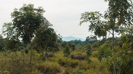 Wild elephants feeding in forest in national park in Sri Lanka