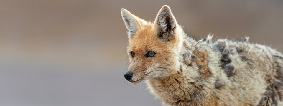 Portrait of culpeo (Lycalopex culpaeus) or Andean fox, at the Siloli desert in Eduardo Avaroa Andean Fauna National Reserve