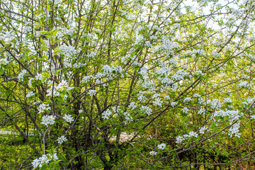 Fototapeta premium Apple blossoms