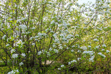 Apple blossoms