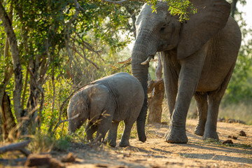 Breeding herd of elephant shyly feeding and drinking in the think bush