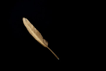 one gold feathers on a black background