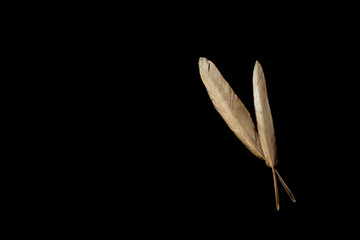 Two gold feathers on a black background