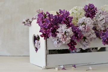 Charming lilac in white box on white background close-up