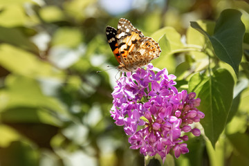 A butterfly sitting on a branch of blooming lilac