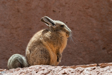 Viscacha sunbathing at Eduardo Avaroa Andean Fauna National Reserve