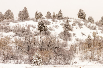 Picturesque winter snow scene on a hill in Kamas, Utah, USA. 
