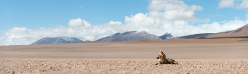 Close encounter with a resting the culpeo (Lycalopex culpaeus) or Andean fox, in his typical...