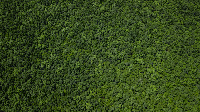 Drone's Eye View - aerial landscape green forest, Caucasus, Russia.