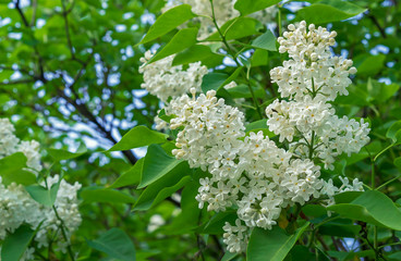 White lilac on a tree branch. Floral background of white lilac.