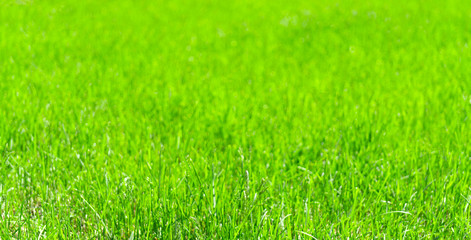 Fototapeta na wymiar green grass field background soft focus