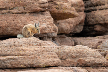 Southern Viscacha in its typical rocky high altitude territory at Eduardo Avaroa Andean Fauna National Reserve