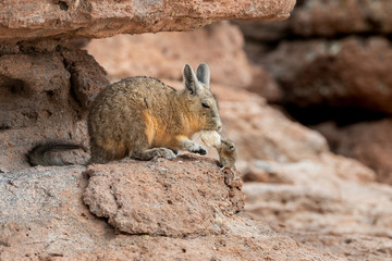 Confrontation of Viscacha and mouse at Eduardo Avaroa Andean Fauna National Reserve
