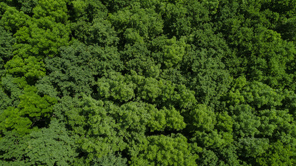 Drone's Eye View - landscape green forest background, Caucasus, Russia.