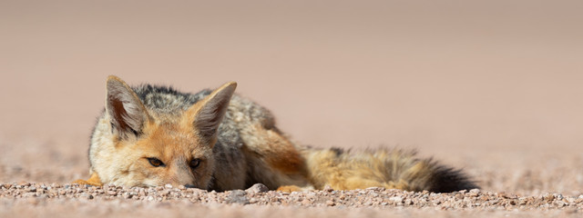 Portrait of culpeo (Lycalopex culpaeus) or Andean fox, at the Siloli desert in Eduardo Avaroa Andean Fauna National Reserve