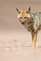 Portrait of culpeo (Lycalopex culpaeus) or Andean fox, at the Siloli desert in Eduardo Avaroa Andean Fauna National Reserve