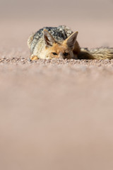 Fototapeta premium Portrait of culpeo (Lycalopex culpaeus) or Andean fox, at the Siloli desert in Eduardo Avaroa Andean Fauna National Reserve