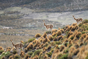 Curious group of Vicuñas in the Bolivian altiplano