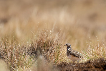 Female grey-breasted seedsnipe in a grassland in the Bolivian Altiplano