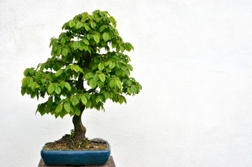 Green bonsai tree planted in blue bowl on white background