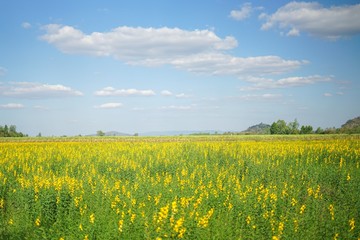 Fototapeta premium yellow field of oilseed rape