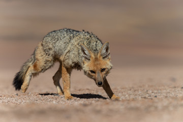 Close encounter with the culpeo (Lycalopex culpaeus) or Andean fox, at the Siloli desert in Eduardo Avaroa Andean Fauna National Reserve