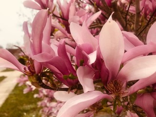 Pink magnolia flower