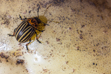 A close up image of the striped Colorado potato beetle that crawls on potatoes and green leaves and eats them.