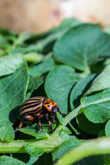 A close up image of the striped Colorado potato beetle that crawls on potatoes and green leaves and eats them.