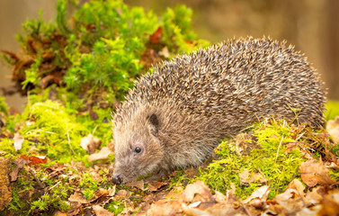 Hedgehog in autumn, wild, free roaming hedgehog, taken from within a wildlife hide to monitor the health and population of this favourite but declining mammal, copy space