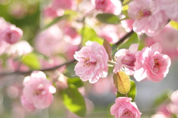 Fototapeta na wymiar Very beautiful flowering pink apple