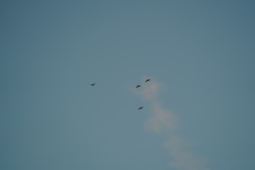 real flock of early summer birds in sunset sky