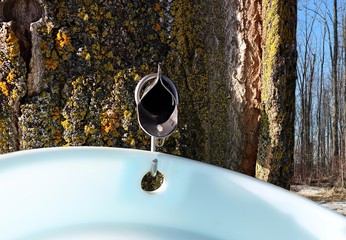 Close-up of metal maple syrup tapping spile in tree with sap dripping into plastic pail and bare maple trees in bush behind. Food production concept - obrazy, fototapety, plakaty