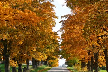 Vibrant Fall color on rows of hard Maple trees on sides of road