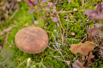 Small brown Boletus growing in autumn green moss