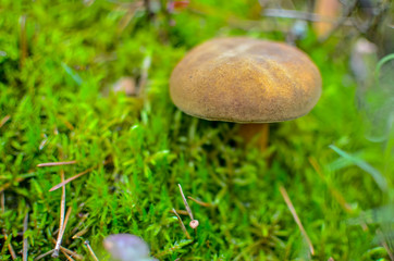 Small brown Boletus growing in autumn green moss