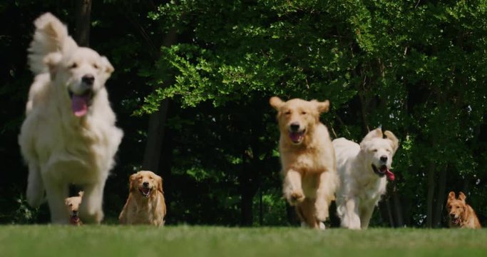 Slow motion of a group of playful pedigreed Golden Retriever dogs are running  towards the camera in a green park.