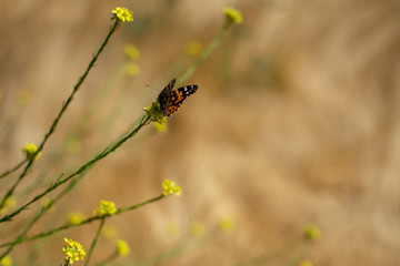 Painted Lady Butterfly with closedwings on plant stem with yellow flowers in the background