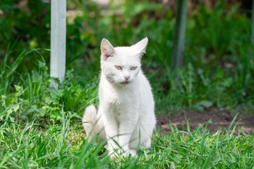 Obraz premium White cat in the grass