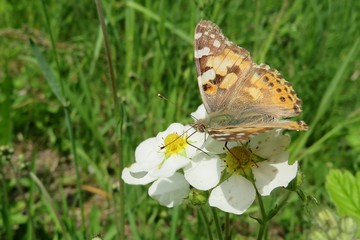 Painted lady butterfly on a strawberry flowers in the garden, closeup