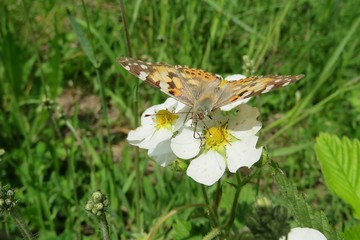 Painted lady butterfly on a strawberry flowers in the garden, closeup