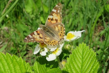 Painted lady butterfly on strawberry flowers in the garden in spring, closeup